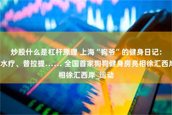炒股什么是杠杆原理 上海“狗爷”的健身日记：撸铁、水疗、普拉提…… 全国首家狗狗健身房亮相徐汇西岸_运动